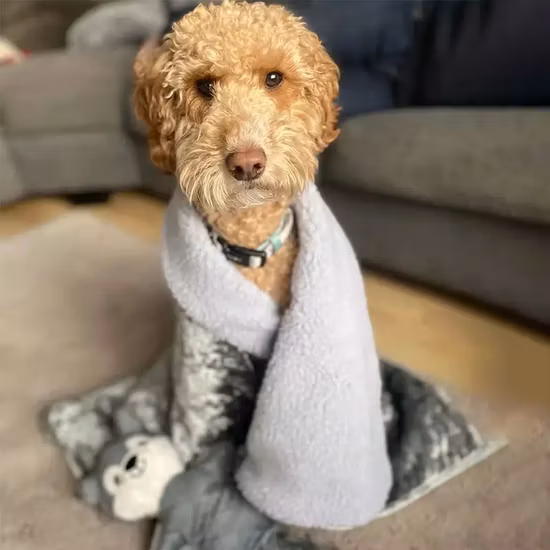 Low MOQ Flourish Pet Blankets Soft Plush Protects Couch Chairs Bed Machine Washable Dog Blanket